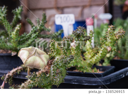 Pre-bloom of stapelia gigantea flower bud in black pot Pre-bloom of stapelia gigantea flower bud in black pot 138526915