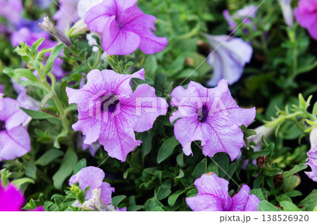 Beautiful purple petunia flowers blooming in the garden Beautiful purple petunia flowers blooming in the garden 138526920