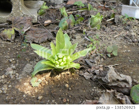 春の訪れを知らせる蕗の薹 春の訪れを知らせる蕗の薹 138526925