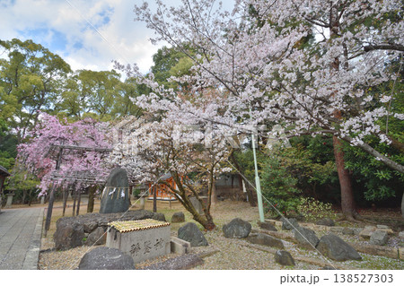 御香宮神社の桜 138527303
