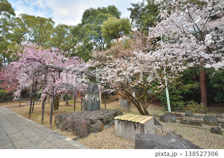 御香宮神社の桜 御香宮神社の桜 138527306
