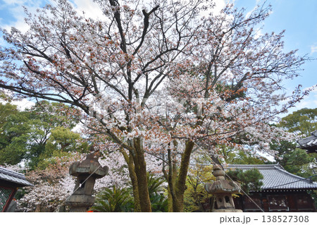 御香宮神社の桜 138527308