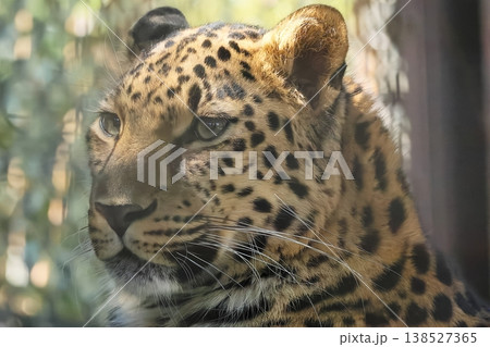 アムールヒョウ 138527365