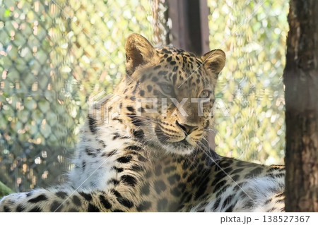 アムールヒョウ 138527367