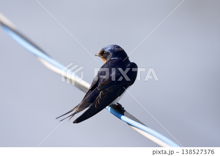 ツバメ swallow / Japan 138527376