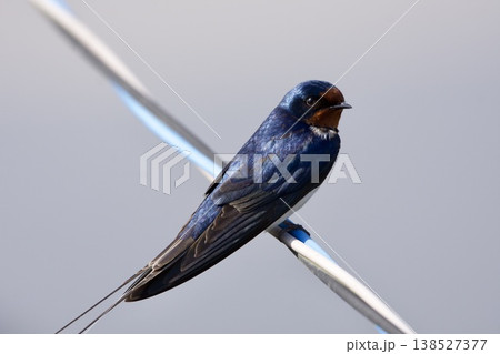 ツバメ swallow / Japan ツバメ swallow / Japan 138527377