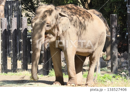 インドゾウ 138527406