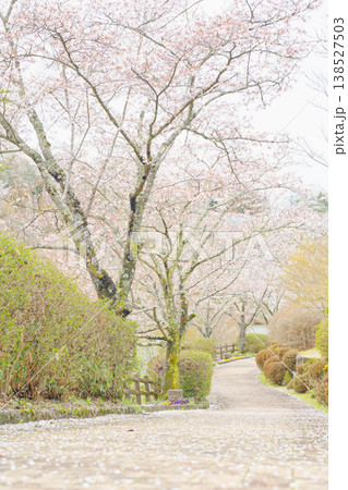 恵那峡の桜並木と花びらが散る遊歩道の春風景 恵那峡の桜並木と花びらが散る遊歩道の春風景 138527503