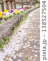 花壇のパンジーと桜の花びらが散る遊歩道の春風景 138527504