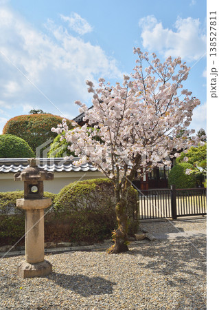 御香宮神社の桜 御香宮神社の桜 138527811