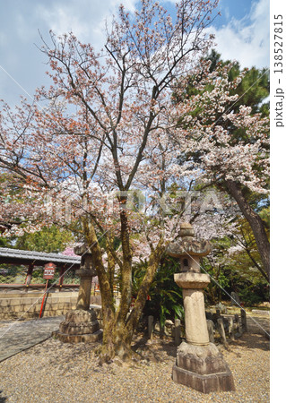 御香宮神社の桜 御香宮神社の桜 138527815