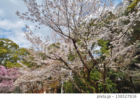 御香宮神社の桜 御香宮神社の桜 138527816