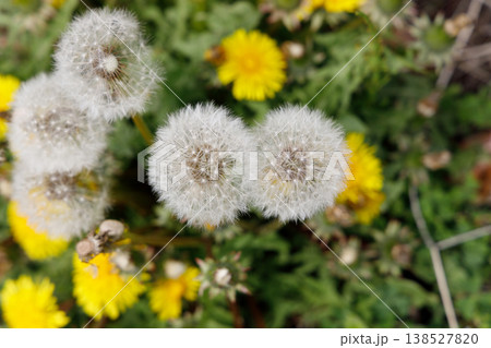 タンポポの綿毛 タンポポの綿毛 138527820