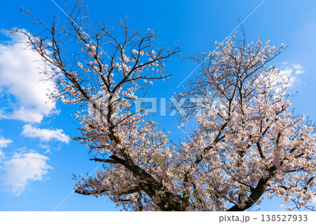 散歩の途中で見つけた春の風景 138527933