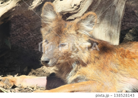 ドール ドール 138528143