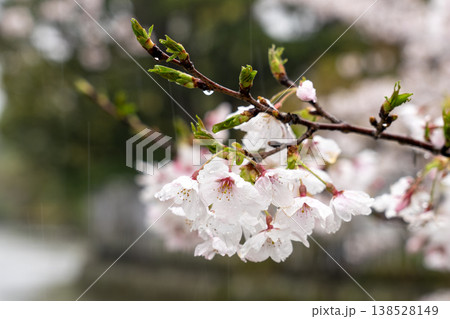 静かな雨の中で 138528149