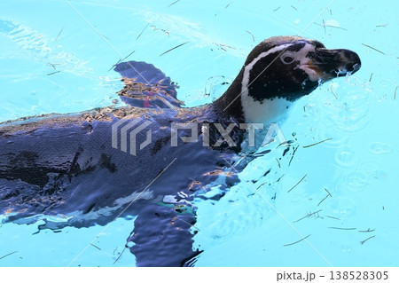 フンボルトペンギン フンボルトペンギン 138528305