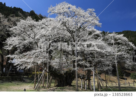 青空に映える満開の淡墨桜 青空に映える満開の淡墨桜 138528663
