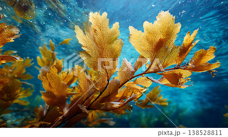水中海藻のクローズアップ、青い海、黄金色の葉 138528811