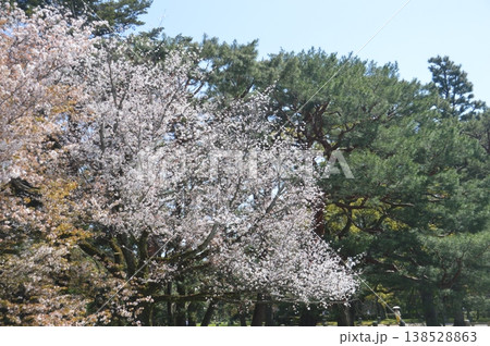 京都御苑 京都御苑 138528863