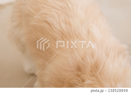 マルチーズの毛並みクローズアップ 柔らかい被毛の質感とペットケアのイメージ 138528939