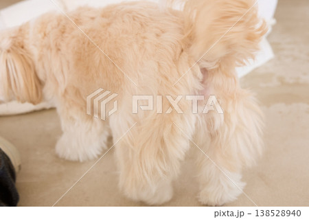 マルチーズのお尻周りの毛並みクローズアップ 衛生管理とペットケアのイメージ 138528940