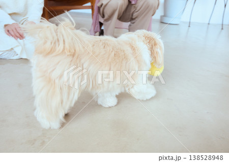 おもちゃをくわえて歩くマルチーズと見守る女性たち 室内での楽しいペット遊び 138528948