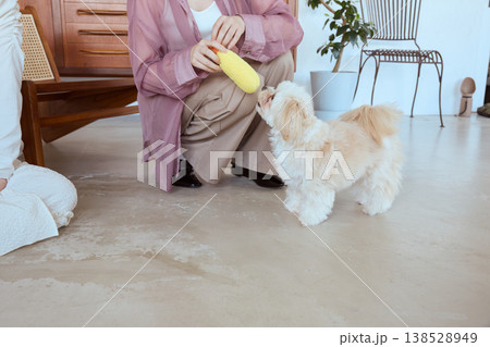 おもちゃを見上げるマルチーズと女性 しつけと遊びを楽しむ室内ペットライフ 138528949
