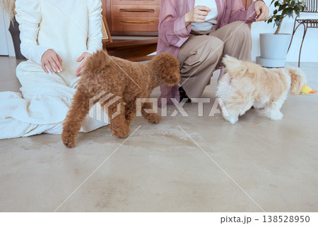 おもちゃを見上げるマルチーズと女性 しつけと遊びを楽しむ室内ペットライフ 138528950