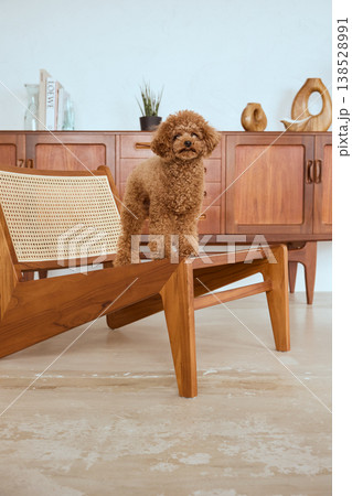 トイプードルとナチュラルインテリア ペットのいる暮らし 138528991