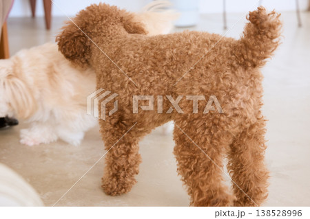 トイプードルとマルチーズが室内で触れ合う 多頭飼いのある日常生活 138528996
