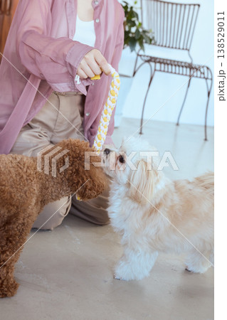 ロープおもちゃで遊ぶマルチーズとトイプードル 女性と楽しむ室内ペット遊び 138529011