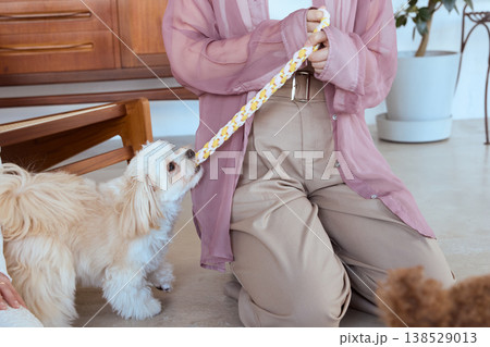 ロープおもちゃで遊ぶマルチーズとトイプードル 女性と楽しむ室内ペット遊び 138529013