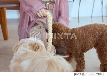 ロープおもちゃで遊ぶマルチーズとトイプードル 女性と楽しむ室内ペット遊び 138529015