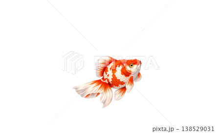 白背景に浮かぶ和風金魚(琉金風)正面寄りアングルの高精細イラスト素材・コピースペースあり 白背景に浮かぶ和風金魚(琉金風)正面寄りアングルの高精細イラスト素材・コピースペースあり 138529031