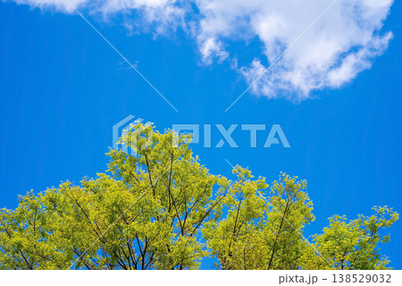 爽やかな青空と新緑 138529032
