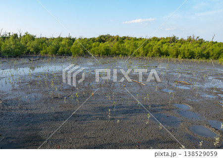 Mangrove wetland and muddy tidal flats functioning as a natural carbon sink, supporting carbon capture, blue carbon storage, climate change mitigation, and long term coastal ecosystem resilience. Mangrove wetland and muddy tidal flats functioning as a natural carbon sink, supporting carbon capture, blue carbon storage, climate change mitigation, and long term coastal ecosystem resilience. 138529059