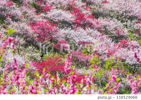 阿智村・花桃の里 138529066