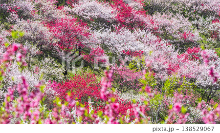 阿智村・花桃の里 138529067