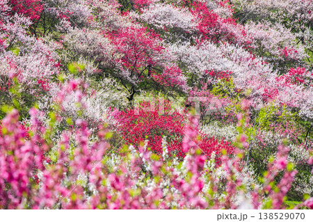 阿智村・花桃の里 阿智村・花桃の里 138529070