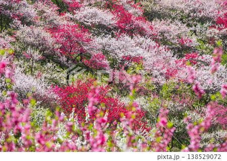 阿智村・花桃の里 138529072