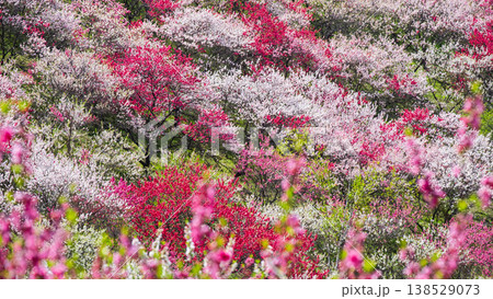 阿智村・花桃の里 阿智村・花桃の里 138529073