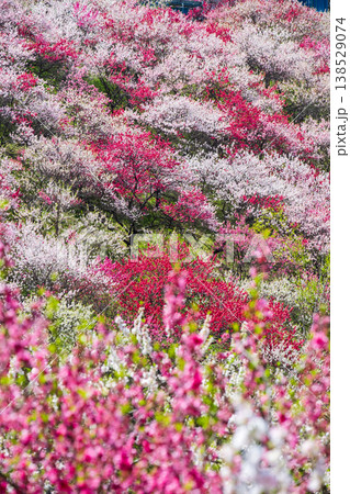 阿智村・花桃の里 138529074