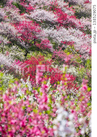 阿智村・花桃の里 阿智村・花桃の里 138529075