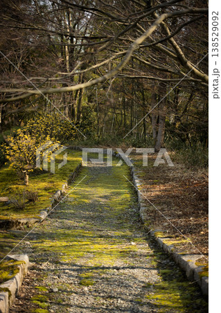 春の柔らかな木漏れ日が差し込む公園の遊歩道と苔むした小道 春の柔らかな木漏れ日が差し込む公園の遊歩道と苔むした小道 138529092