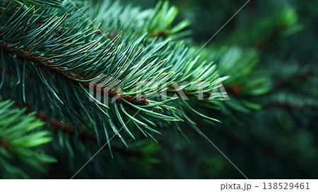 緑の松の葉、水滴、クローズアップ、自然 138529461