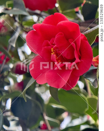 満開の赤い椿の花 クローズアップ 縦構図 138529689