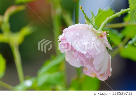 雨上がりの雫を纏いしっとりと咲くピンクのバラ 138529712