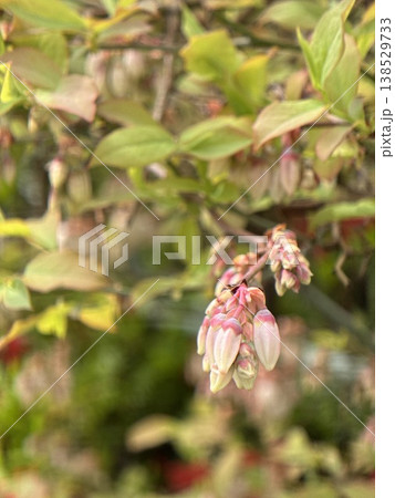 春の家庭菜園で開花するブルーベリーの蕾と新緑の葉 春の家庭菜園で開花するブルーベリーの蕾と新緑の葉 138529733
