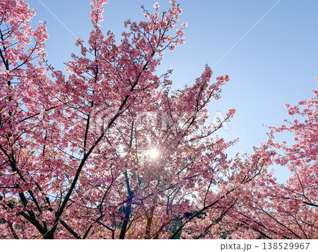 河津桜 河津桜 138529967
